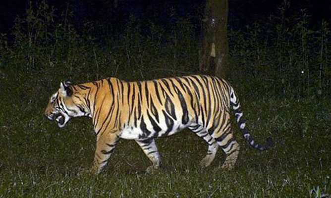tiger