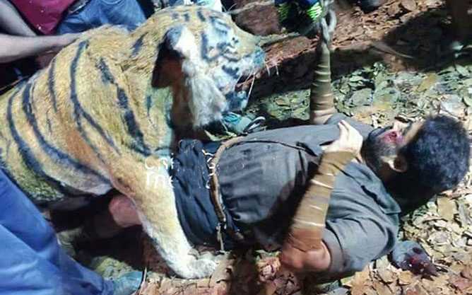 puli