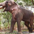 ആരോഗ്യസ്ഥിതി മോശമായ ആനയെ തന്നെ എഴുന്നള്ളിപ്പിക്കണമെന്ന വാശിയെന്തിന്?; തൃശ്ശൂരിലെ സാംസ്‌കാരിക പ്രവര്‍ത്തകര്‍ പ്രതികരിക്കുന്നു