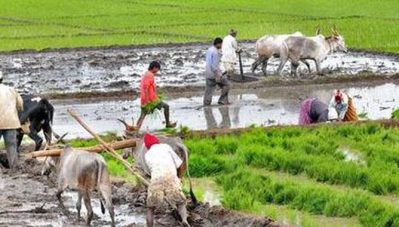 'മഴ പെയ്യുന്നേ ഇല്ല, ജാതിക്കേടെ പൂവ് മുഴുവന്‍ കൊഴിയുകയാണ്, നെല്‍കൃഷിയും നടക്കുന്നില്ല'; കാലാവസ്ഥാ വ്യതിയാനത്തില്‍ കര്‍ഷകര്‍ പ്രതിസന്ധിയില്‍