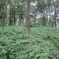 വനമേഖലയ്ക്ക് ഭീഷണിയായി തോട്ടപ്പയറുകള്‍ പടരുന്നു; ഒരു പ്രദേശത്തെ സസ്യങ്ങളെ മുഴുവന്‍ നശിക്കുന്നതിന് കാരണമാകുമെന്ന് വിദഗ്ധര്‍