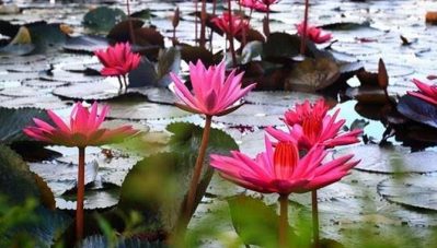 നിങ്ങള്‍ ഇനിയും മലരിക്കലിലെ ആമ്പല്‍ കാഴ്ച കാണാന്‍ പോയില്ലേ?; പതിനഞ്ച് ദിവസം കൂടി മാത്രം