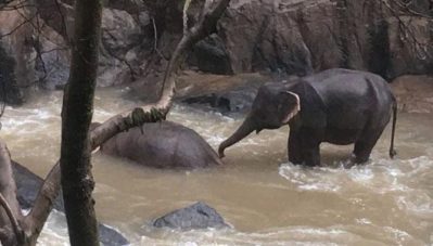 തായ്‌ലാന്റില്‍ വെള്ളച്ചാട്ടത്തില്‍ വീണ് ആനക്കൂട്ടം കൊല്ലപ്പെട്ടു; അപകടം കുട്ടിയാനയെ രക്ഷിക്കാന്‍ ശ്രമിക്കുന്നതിനിടെ