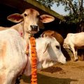 രാജസ്ഥാനില്‍ കന്നുകാലികളെ കടത്തിയെന്നാരോപിച്ച് മുസ്‌ലിം യുവാവിനെ വെടിവെച്ച് കൊലപ്പെടുത്തി പൊലീസ്