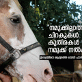 നമുക്കില്ലാത്ത ചിറകുകള്‍ കുതിരകള്‍ നമുക്ക് നല്‍കുന്നു; ഒലി അമന്‍ ജോധയെന്ന ഇന്ത്യയിലെ ആദ്യത്തെ ലേഡി ഫാരിയര്‍ സംസാരിക്കുന്നു