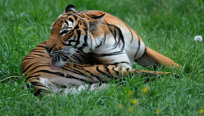 Wayanad now has 120 tigers instead of 77;  The forest department says that the increase in the number has increased the attack