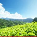 ഹാരിസണ്‍ മലയാളത്തിന്റെ കൈവശമുള്ള ഭൂമി തിരിച്ചു പിടിക്കാനൊരുങ്ങി സര്‍ക്കാര്‍