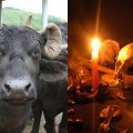 എരുമ പാല്‍ കറക്കാന്‍ സമ്മതിക്കുന്നില്ല, ആരോ 'മന്ത്രവാദം' ചെയ്തെന്ന പരാതിയുമായി പൊലീസിന് മുന്‍പില്‍ കര്‍ഷകന്‍