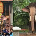 ഗജവീരന്‍ തെച്ചിക്കോട്ടുകാവ് രാമചന്ദ്രന് വിലക്ക്: ഇടക്കാല ഉത്തരവിറക്കി ഹൈക്കോടതി