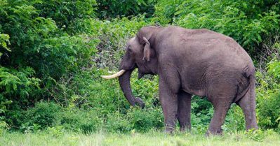 അതിരപ്പള്ളിയില്‍ വനംവാച്ചറെ കാട്ടാന ചവിട്ടിക്കൊന്നു