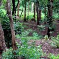 കള്ളന്മാരുടെ ശല്യം; 150 വര്‍ഷം പഴക്കമുള്ള രാജ്യത്തെ ഏറ്റവും വലിയം ചന്ദനമരം വെട്ടിമാറ്റി