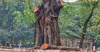 മോദിക്ക് വേണ്ടിയാണെങ്കില്‍ ശിവന്റെ ജടയും ആചാരലംഘനവുമൊന്നും വിഷയമല്ല; തേക്കിന്‍കാട്ടില്‍ വെട്ടിമാറ്റുന്നത് വന്‍മരങ്ങള്‍