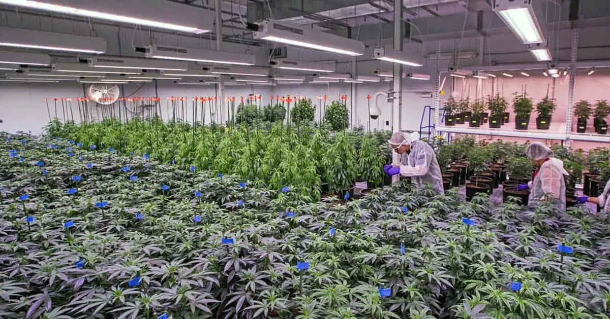 “Morocco Embraces Hashish Legalization: 4,800 Farmers Granted Amnesty in Historic Transfer”[embed]https://www.youtube.com/watch?v=fwFbnO7x0Vo[/embed]