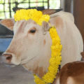 പശുക്കളെ കുളിപ്പിച്ച് പൂക്കളും മഞ്ഞളും കുങ്കുമവും തേച്ച് അലങ്കരിച്ച് പൂജ നടത്തണം; നിര്‍ദേശവുമായി കര്‍ണാടക സര്‍ക്കാര്‍