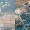 ആലപ്പുഴയില്‍ ആറ് പേരെ കടിച്ച തെരുവുനായയ്ക്ക് പേവിഷബാധ; പരിക്കേറ്റവര്‍ ചികിത്സയില്‍