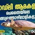 ഒലീവ് റെഡ്‌ലി ആമകളും ചെന്നൈയിലെ മത്സ്യത്തൊഴിലാളികളും