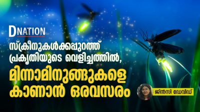 സ്ക്രീനുകൾക്കപ്പുറത്ത് പ്രകൃതിയുടെ വെളിച്ചത്തിൽ, മിന്നാമിനുങ്ങുകളെ കാണാൻ ഒരവസരം