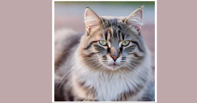 An image of a cat created using deepfake AI