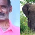 തമിഴ്‌നാട് നീലഗിരിയില്‍ കാട്ടാന ആക്രമണത്തില്‍ മലയാളി കൊല്ലപ്പെട്ടു