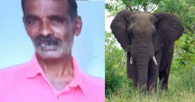 തമിഴ്‌നാട് നീലഗിരിയില്‍ കാട്ടാന ആക്രമണത്തില്‍ മലയാളി കൊല്ലപ്പെട്ടു