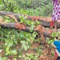 പ്രതിഷേധങ്ങൾക്കിടയിലും ഛത്തീസ്ഗഡിലെ റായ്ഗഡിൽ അദാനിയുടെ കൽക്കരി ഖനിക്കായി വൻ തോതിൽ മരങ്ങൾ മുറിക്കുന്നു