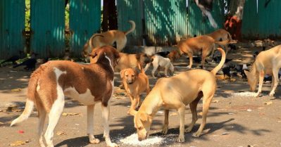 തെരുവുനായ ആക്രമണം; സംസ്ഥാനങ്ങളില്‍ നിന്നും ഭീമമായ നഷ്ടപരിഹാരം ഈടാക്കേണ്ടി വരും: സുപ്രീകോടതി