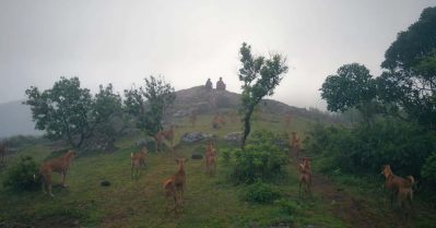 മലയാളസിനിമയിലെ ശ്വാനപര്‍വം, നായകനൊപ്പം മനസില്‍ കയറിക്കൂടുന്ന നായകള്‍