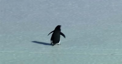 എന്നാലും അതിന് എന്ത് സംഭവിച്ചിട്ടുണ്ടാകും? ഇന്‍സ്റ്റയില്‍ ചര്‍ച്ചയായി ഒറ്റക്ക് നടക്കുന്ന പെന്‍ഗ്വിന്‍