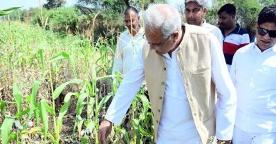 ഛത്തീസ്ഗഡില്‍ ബി.ജെ.പി നേതാവിന്റെ തോട്ടത്തില്‍ കഞ്ചാവ് കൃഷി; സഭയില്‍ പ്രതിഷേധം, 29 കോണ്‍ഗ്രസ് എം.എല്‍.എമാര്‍ക്ക് സസ്‌പെന്‍ഷന്‍