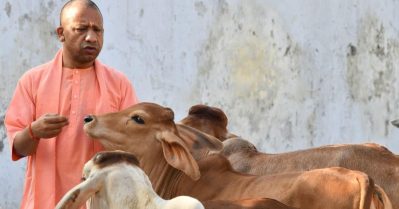 പശു ദൈവതുല്യം; ബീഫ് കഴിക്കുന്നവരും കുടിക്കുന്നത് പശുവിന്‍ പാല്‍, പന്നിയുടേതല്ല: യോഗി ആദിത്യനാഥ്