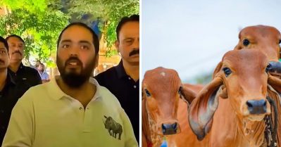 ഓഫീസില്‍ പോവുന്നതിന് മുമ്പ് പശുക്കളെ പരിപാലിക്കുന്നതാണ് ദിനചര്യ; എനിക്ക് പ്രചോദനം നരേന്ദ്ര മോദി: അനന്ത് അംബാനി