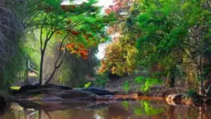 മസിനഗുഡിയുടെ വന്യസൗന്ദര്യത്തിലേക്ക്