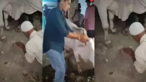 പശുവിനെ ചവിട്ടിയെന്നാരോപണം: മധ്യപ്രദേശില്‍ മുസ് ലിം വയോധികനെകൊണ്ട് പശുവിന്റെ കാല്‍ തൊട്ട് മാപ്പ് പറയിച്ച് ബജ്‌റംഗ്ദള്‍ പ്രവര്‍ത്തകര്‍