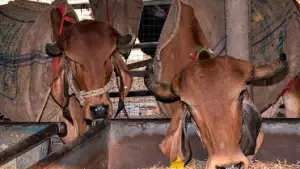 ഗോസംരക്ഷകര്‍ കന്നുകാലി കടത്തുകാരായി: ഛത്തീസ്ഗഡില്‍ മുന്‍ ബജ്റംഗ്ദള്‍ പ്രവര്‍ത്തകന്‍ അടക്കം 4 പേര്‍ പിടിയില്‍