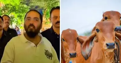 ഓഫീസില്‍ പോവുന്നതിന് മുമ്പ് പശുക്കളെ പരിപാലിക്കുന്നതാണ് ദിനചര്യ; എനിക്ക് പ്രചോദനം നരേന്ദ്ര മോദി: അനന്ത് അംബാനി