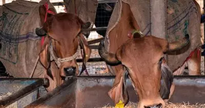 ഗോസംരക്ഷകര്‍ കന്നുകാലി കടത്തുകാരായി: ഛത്തീസ്ഗഡില്‍ മുന്‍ ബജ്റംഗ്ദള്‍ പ്രവര്‍ത്തകന്‍ അടക്കം 4 പേര്‍ പിടിയില്‍