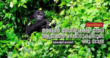 മൗണ്ടന്‍ ഗോറില്ലകളെ തേടി ആഫ്രിക്കന്‍ മഴക്കാടുകളിലൂടെ ഒരു യാത്ര
