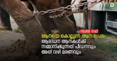 ആനയെ കൊല്ലുന്ന ആന പ്രേമം; ആരാധന ആനകള്‍ക്ക് സമ്മാനിക്കുന്നത് പീഡനവും അത് വഴി മരണവും