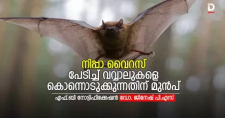 നിപ്പാ വൈറസ് പേടിച്ച് വവ്വാലുകളെ കൊന്നൊടുക്കുന്നതിന് മുന്‍പ്