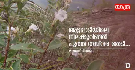 അട്ടപ്പാടിയിലെ നീലക്കുറിഞ്ഞി പൂത്ത താഴ്‌വര തേടി...