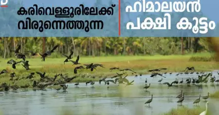 കരിവെള്ളൂരിലേക്ക് വിരുന്നെത്തുന്ന ഹിമാലയന്‍ പക്ഷി കൂട്ടം