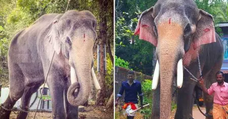 ആരെങ്കിലുമൊക്കെ ആന ചവിട്ടി മരിക്കുമ്പോള്‍ 'അവനിത്തിരി കുറുമ്പ് കൂടുതലായിരുന്നു' എന്നുപറയുന്നവരോട്