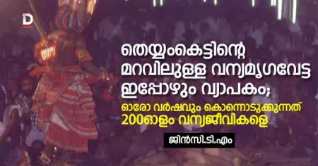തെയ്യംകെട്ടിന്റെ മറവിലുള്ള വന്യമൃഗവേട്ട ഇപ്പോഴും വ്യാപകം; ഓരോ വര്‍ഷവും കൊന്നൊടുക്കുന്നത് 200ഓളം വന്യജീവികളെ
