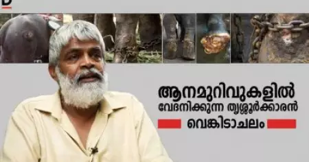 ആനമുറിവുകളില്‍ വേദനിക്കുന്ന തൃശ്ശൂര്‍ക്കാരന്‍ വെങ്കടാചലം