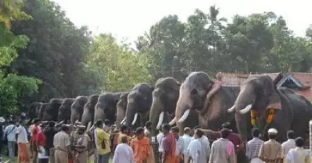 എഴുന്നള്ളത്തിനുള്ള ആനകളെ പരിശോധിക്കുന്ന രീതിയില്‍ മാറ്റം വരണം; ആവശ്യം ശക്തമാകുന്നു