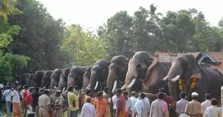 എഴുന്നള്ളത്തിനുള്ള ആനകളെ പരിശോധിക്കുന്ന രീതിയില്‍ മാറ്റം വരണം; ആവശ്യം ശക്തമാകുന്നു