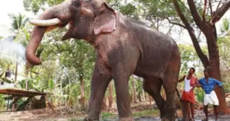ആരോഗ്യസ്ഥിതി മോശമായ ആനയെ തന്നെ എഴുന്നള്ളിപ്പിക്കണമെന്ന വാശിയെന്തിന്?; തൃശ്ശൂരിലെ സാംസ്‌കാരിക പ്രവര്‍ത്തകര്‍ പ്രതികരിക്കുന്നു