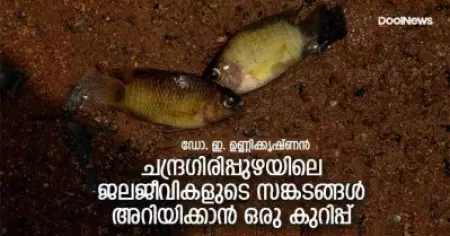ചന്ദ്രഗിരിപ്പുഴയിലെ ജലജീവികളുടെ സങ്കടങ്ങള്‍ അറിയിക്കാന്‍ ഒരു കുറിപ്പ്