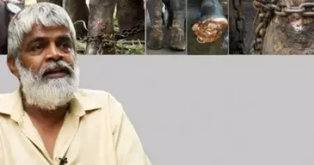തെച്ചിക്കോട്ടുകാവ് രാമചന്ദ്രന് മദമില്ലെന്ന് പരത്തുന്നത് സത്യവിരുദ്ധം; ആനയുടെ അന്ധത ഒരൊറ്റ രാത്രികൊണ്ട് ഇല്ലാതാക്കിയ മൃഗരോഗ വിദഗ്ധന്‍ ആരാണെന്ന് അന്വേഷിക്കണമെന്നും കലക്ടറോട് വെങ്കിടാചലം