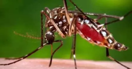 കോഴിക്കോട് മലയോര മേഖലയില്‍ ഡെങ്കിപ്പനി പടര്‍ന്നുപിടിക്കുന്നു; പ്രതിരോധപ്രവര്‍ത്തനങ്ങള്‍ ഫലപ്രദമല്ലെന്ന് ആരോപണം
